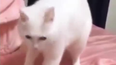 Hip hop dancing cat