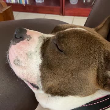 Adorable Snorable Pit Bull