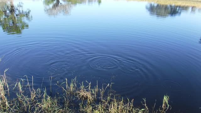 Feeding the fish this morning