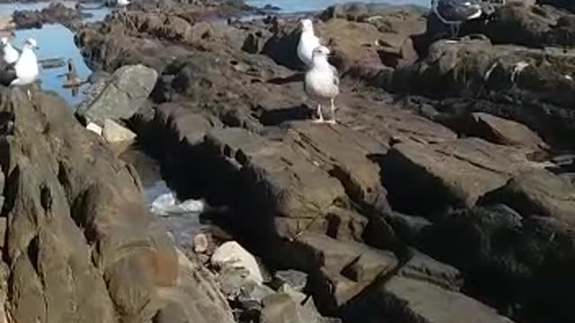 NICE BIRDS MOROCCO