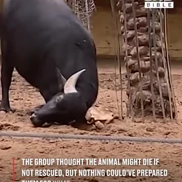 Buffalo rescues a flipped over tortoise