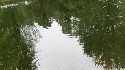 Fly Fishing Sunfish!