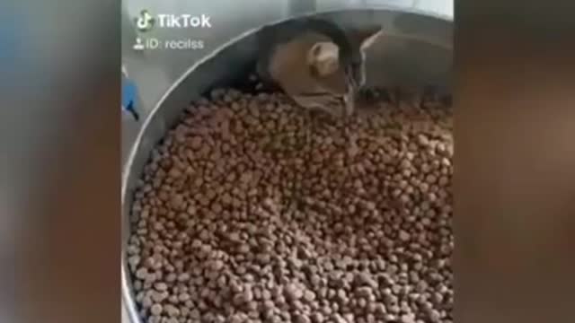 🤣Best cats and dogs funny videos (try not to laugh)🤣😅😂