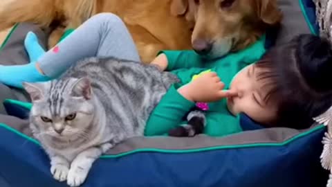 #shorts funny video cat and dog
