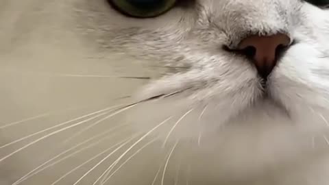 Cute kitten meowing