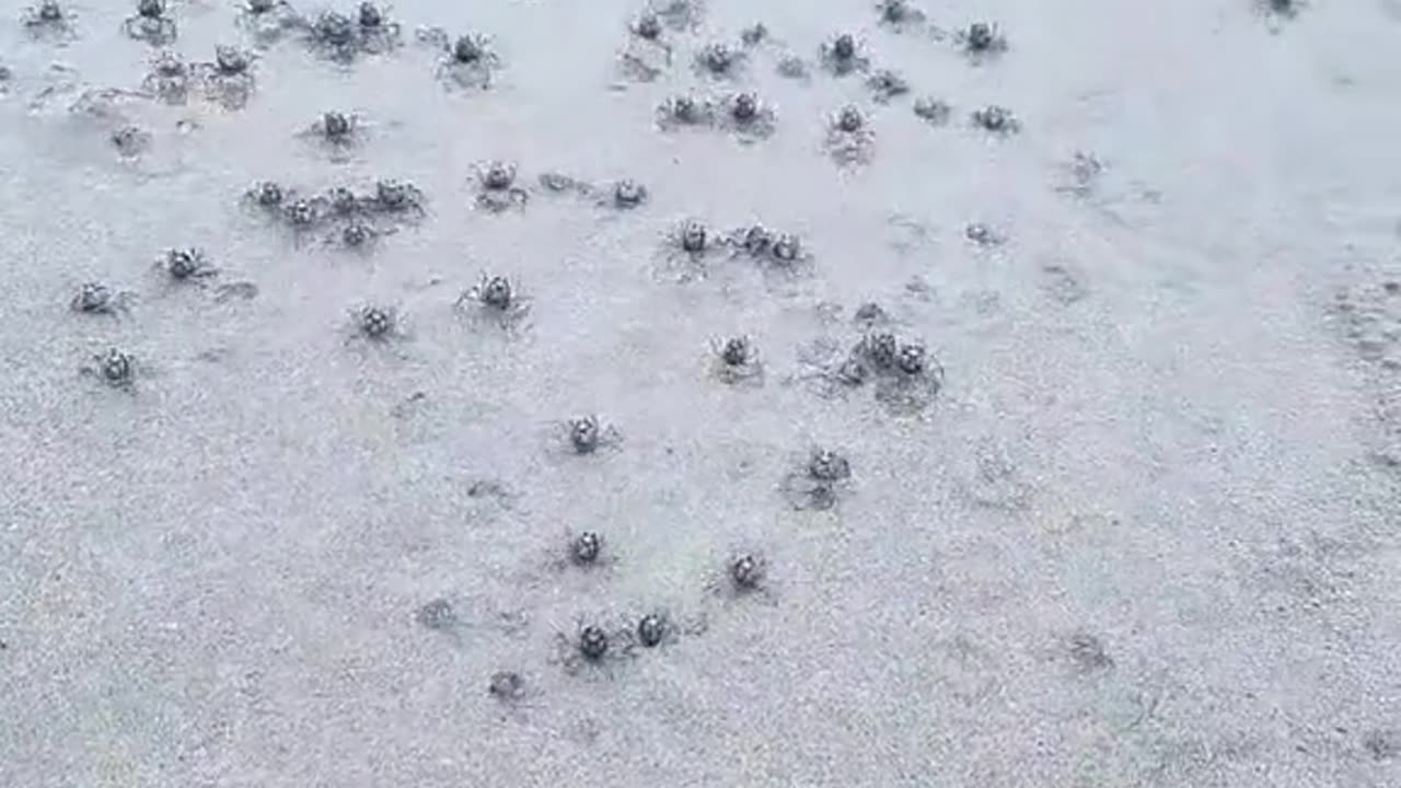 Blue Soldier Crabs Army Quickly Disappears into the Sand