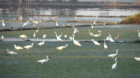 Birds are looking for their food, and nature is raising them in their sweet voice