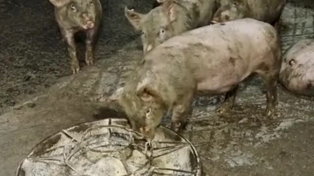 This is a lovely group of pigs