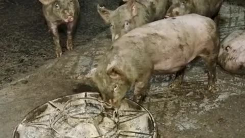 This is a lovely group of pigs