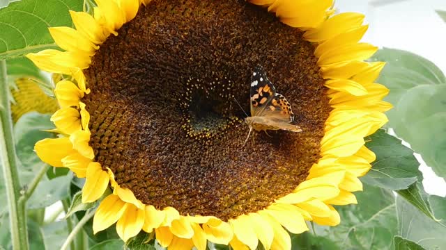 Butterfly and a Sunflower