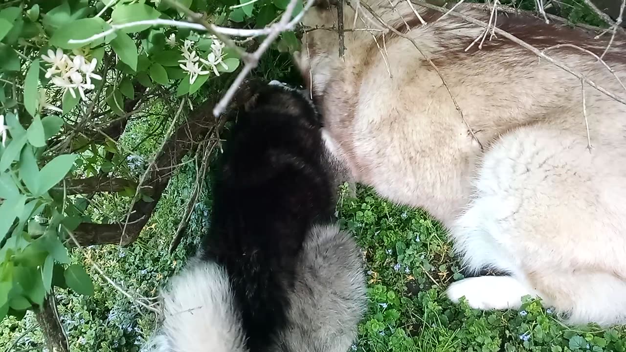 Avalanche and Luna try to up root a bush.