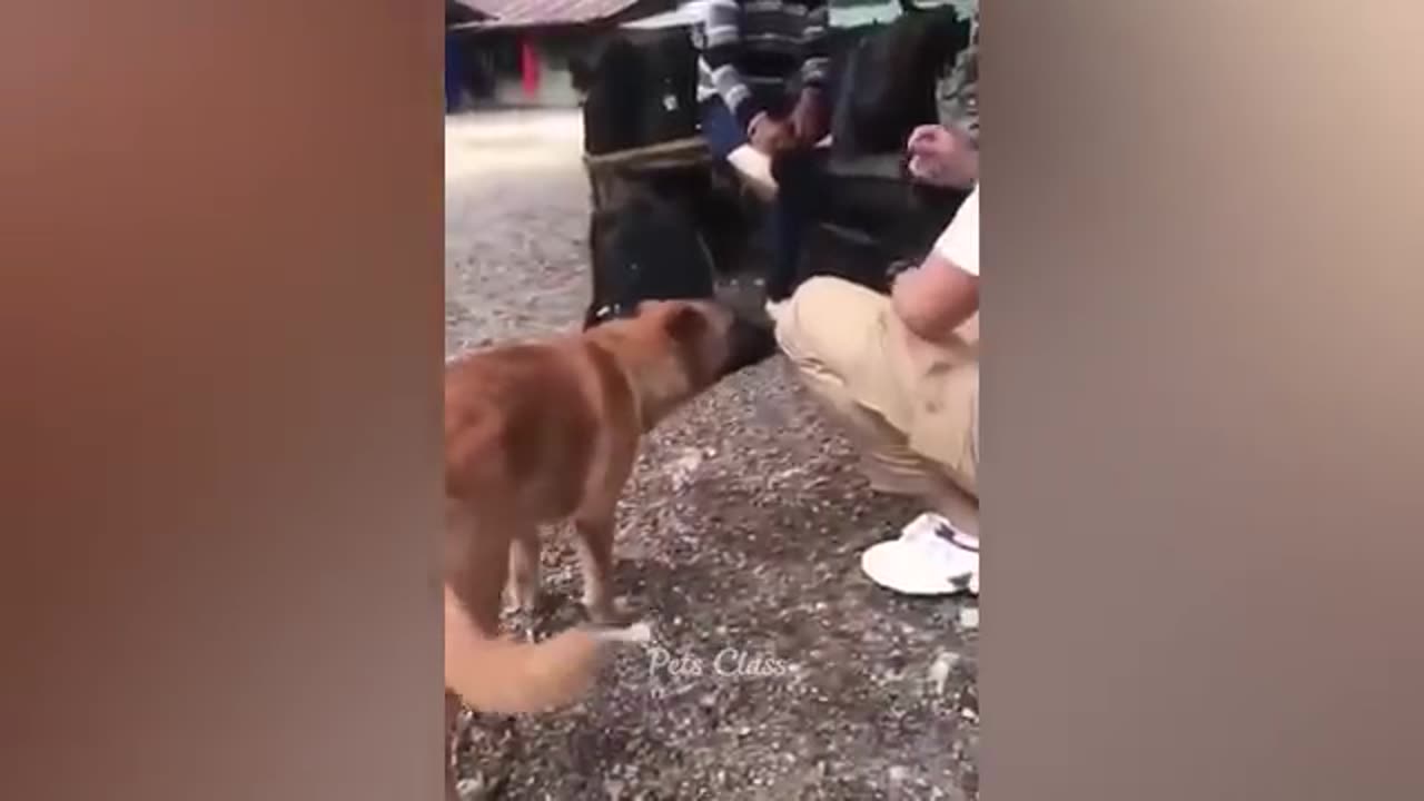 Funny Cat and Dog videos