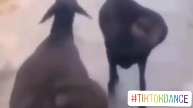 Funny goat 🐐 dancing back....🤣🤣🤣