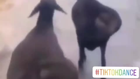 Funny goat 🐐 dancing back....🤣🤣🤣