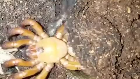 How the trap door spider got it's name