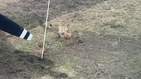 Cute Lil Fellas