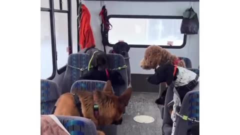 Not a Dog Bus