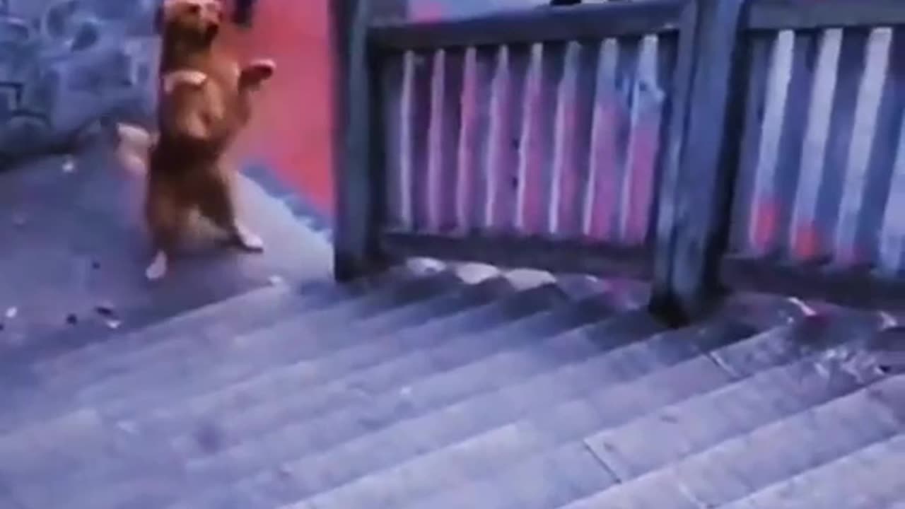 So Cute 🥰🤣🤣🤣 funny dog video