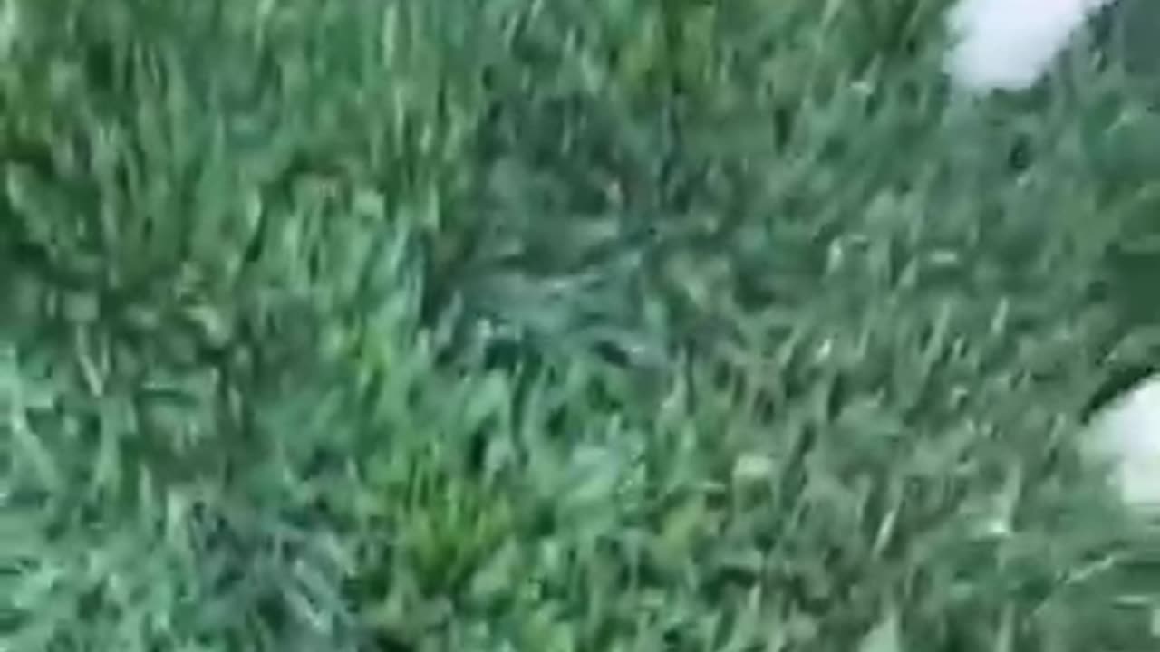 Funny animals 🤣🤣