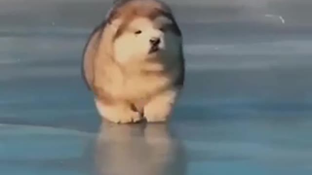 what a cute dog 🐶 subscribe, cool videos here