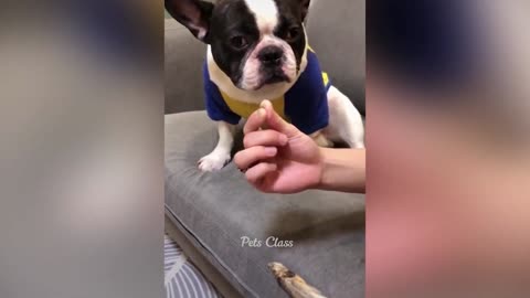 New Funny Animals 😂 Funniest Dogs and Cats Videos 😺🐶