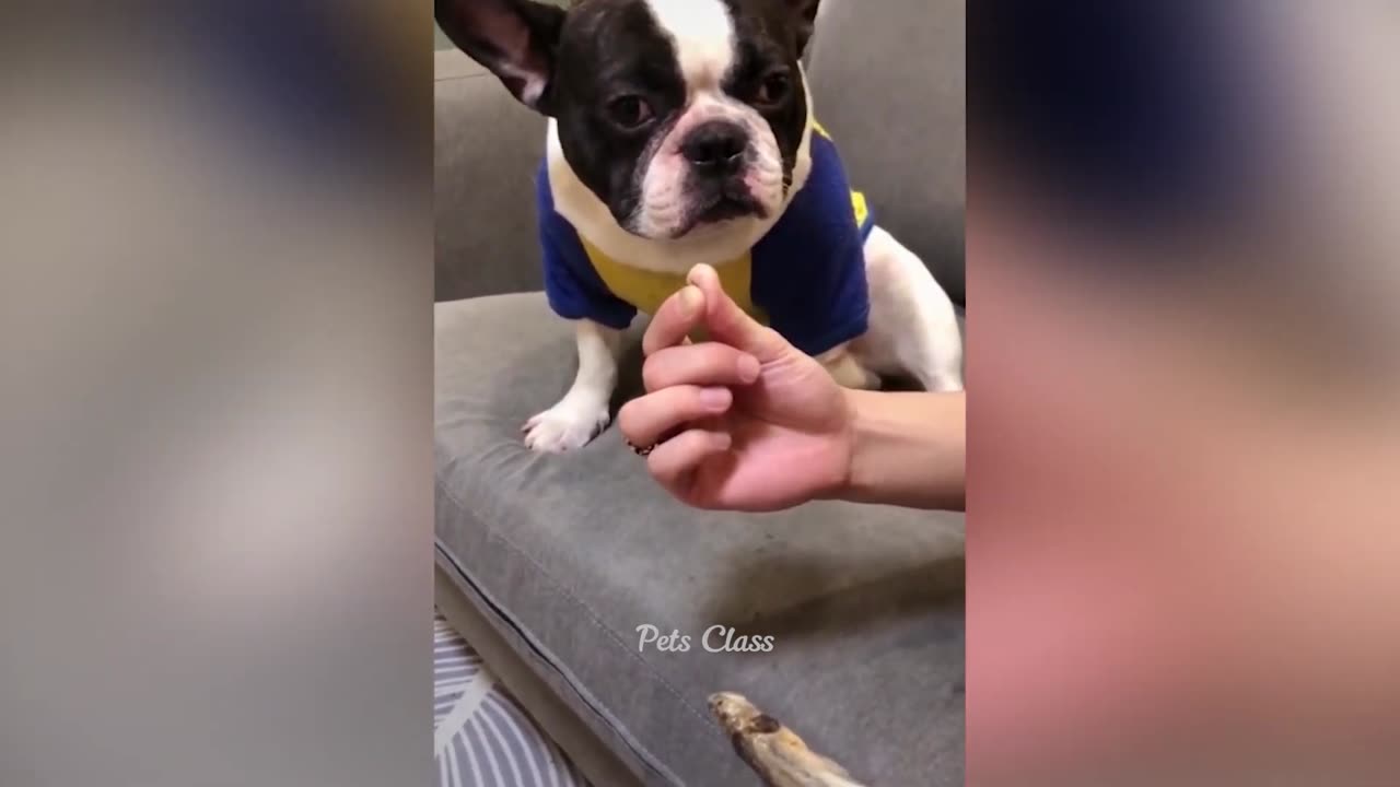 New Funny Animals 😂 Funniest Dogs and Cats Videos 😺🐶