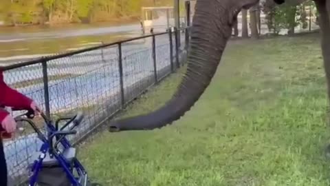 FUNNY AND CARING ANIMALS