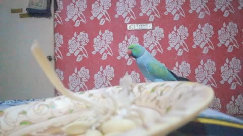 This Parrot is a thief .it is very funny