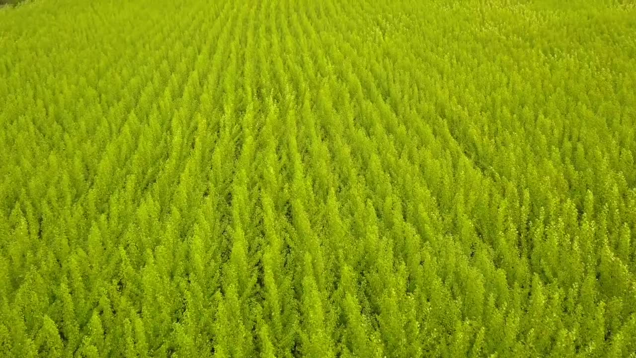 green fields