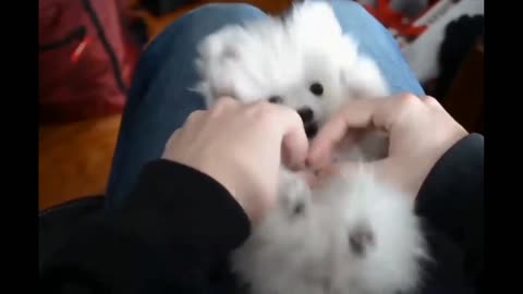 Cut puppy playing