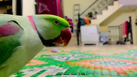 Parrot Playing in House