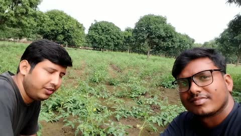 Tomato plants in our Village || farmar video |