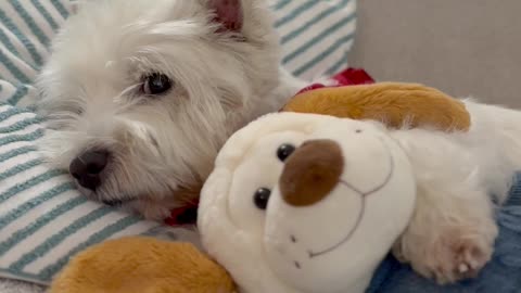 Sleepy Westie Enjoys A Rainy Night Hugging With His Teddy