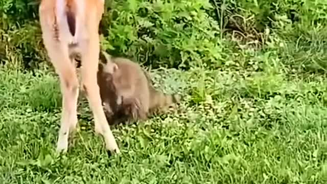 The deer