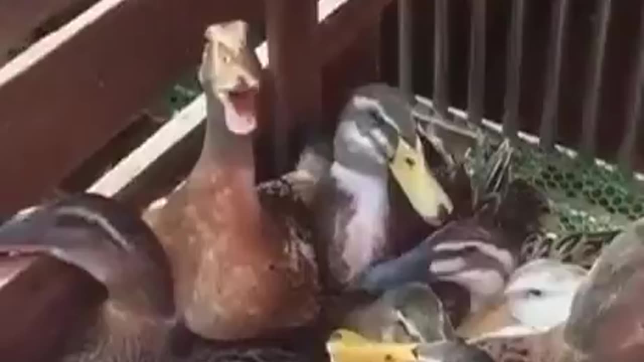 Duck Maniacal Laugh