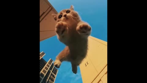 Cute baby cats video