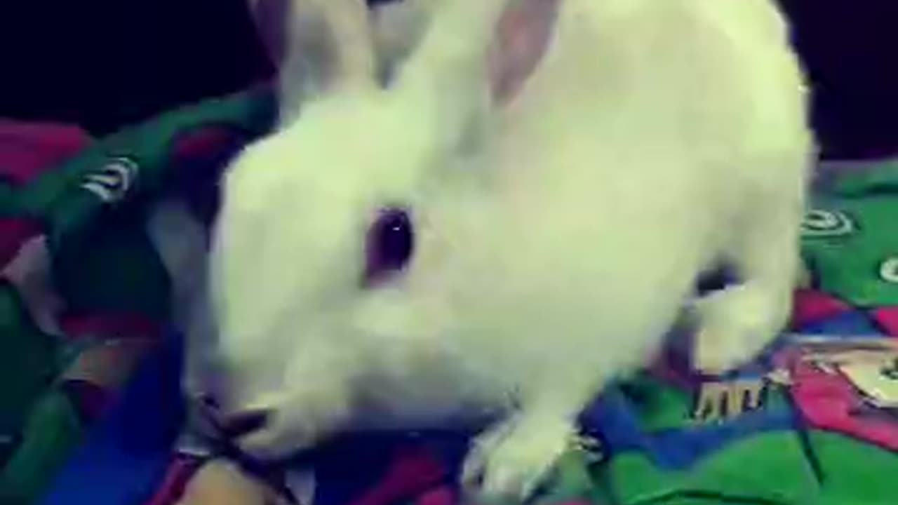 Fun with Rabbit