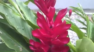 Filming the beautiful red alpine flower with raindrops in the park [Nature & Animals]