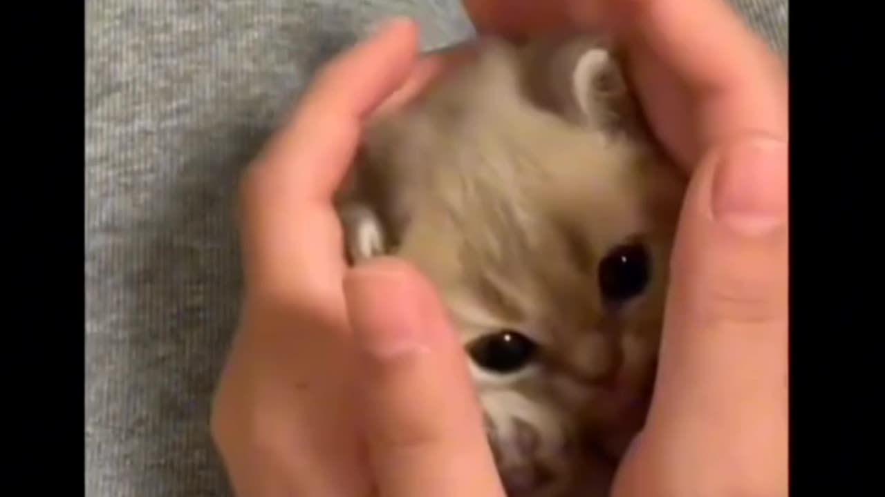 Feel good with the cuties 😻😻 best funny cat videos