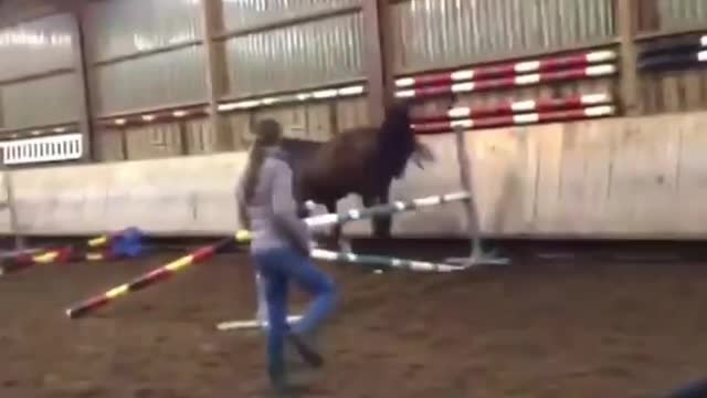 Funny and Cute Horse Videos That Will Change Your Mood For Good