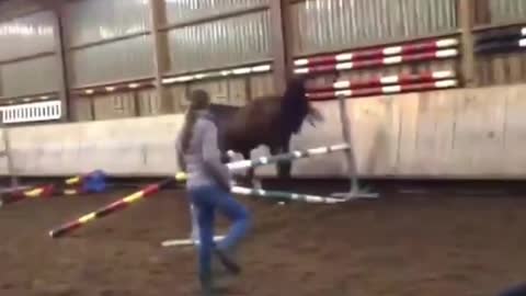 Funny and Cute Horse Videos That Will Change Your Mood For Good