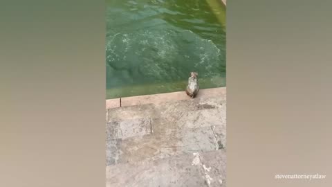 Money vs monkey funny fight II monkey trolling