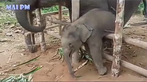 Cute baby Elephants living their best lives🥰