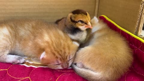 Check the health of the kitten 10 days after birth and the kitten wants to be with the chicken