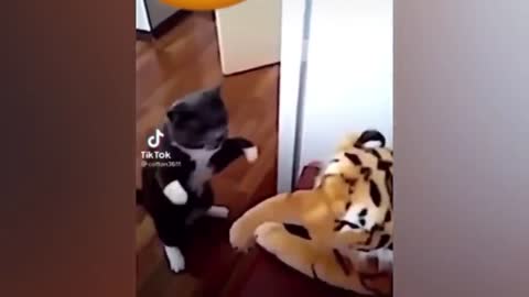 Cute Dogs Meeting a Tiger For the First Time | Super Dog