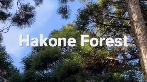 Hakone Forest