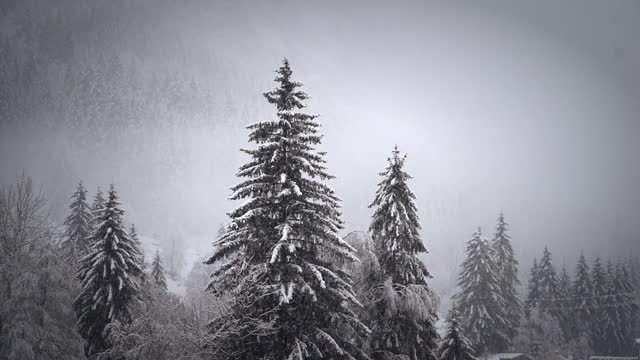 Wonderful snow falls