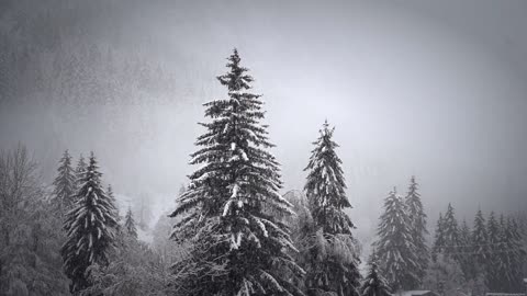 Wonderful snow falls