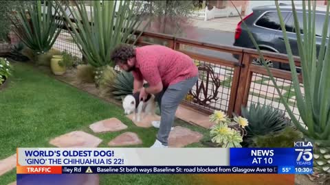 Los Angeles dog named 'World's Oldest' by Guinness World Records