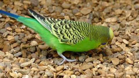 The cute budgie eats from the ground